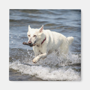 Aimant White German Shepard sur le lac George