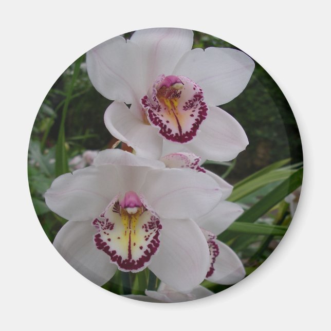 Aimant White Orchids Beautiful Tropical Flowers (Devant)