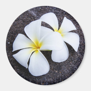 Aimant White Plumeria Flower Frangipani Floral Lava Rock