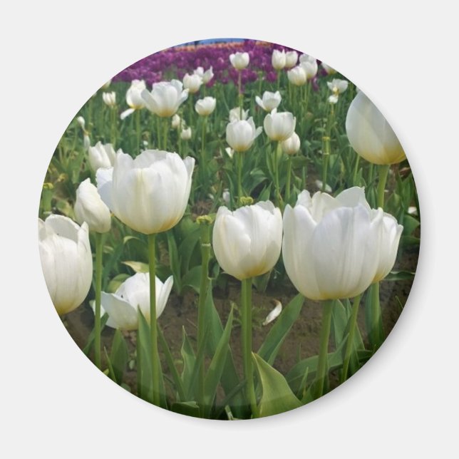Aimant White Tulips à Field, Oregon (Devant)