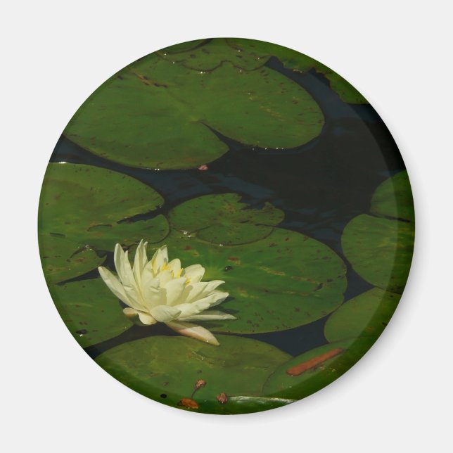Aimant White Waterlily I Peaceful (Devant)