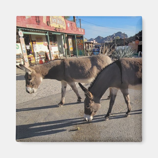 Aimant Wild Burros à Oatman, Arizona (Devant)