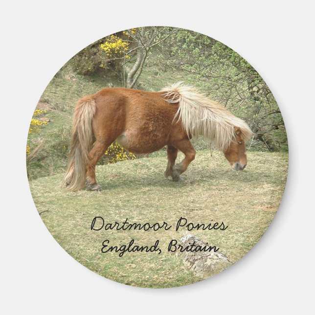 Aimant Wild Dartmoor Pony, Angleterre, Royaume-Uni (Magne (Devant)