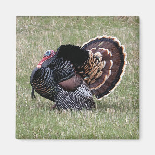 Aimant Wild Turkey