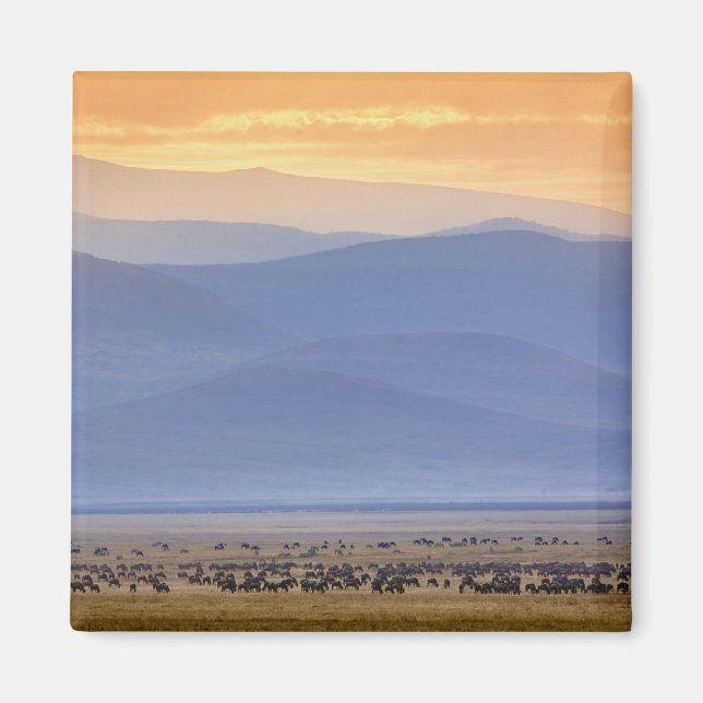 Aimant Wildebeest pendant la migration, Connochetes (Devant)