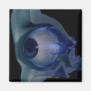 Aimant wireframe 3d des muscles d'oeil dans une orbite