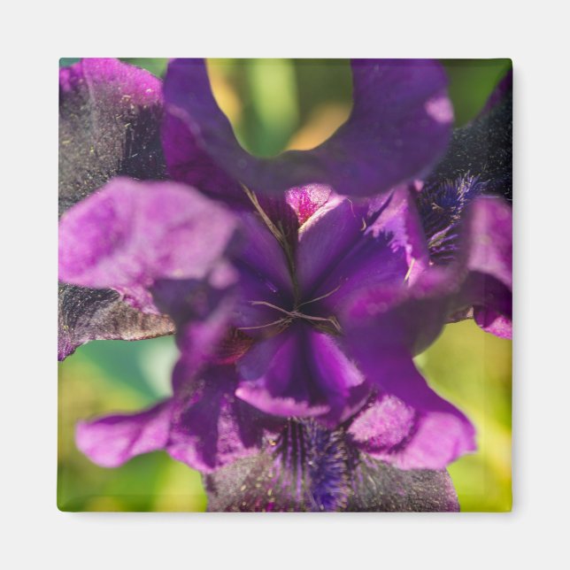 Aimant Within An Iris (Devant)