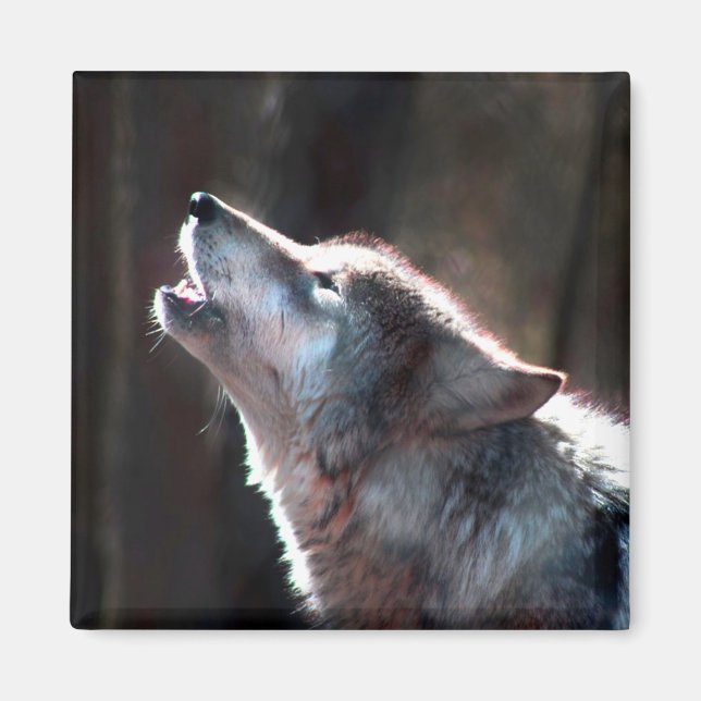 Aimant Wolf Howling Loup solitaire (Devant)