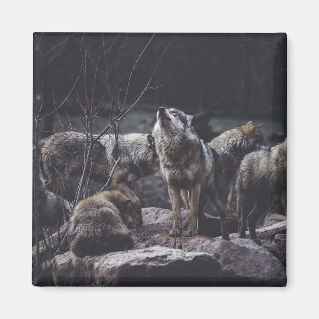 Aimant Wolf Wolf Wolf (Devant)