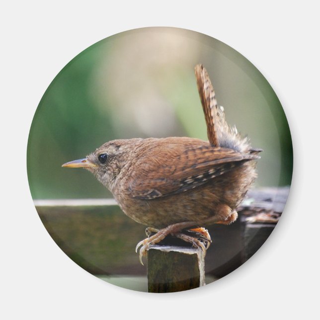 Aimant Wren (Devant)