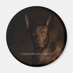 Aimant Xoloitzcuintle a enduit l'aimant