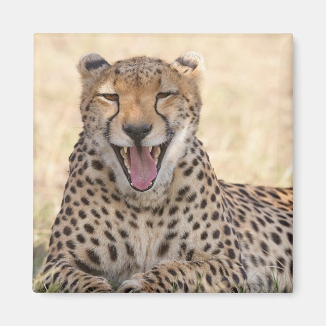 Aimant Yawning Cheetah (Devant)