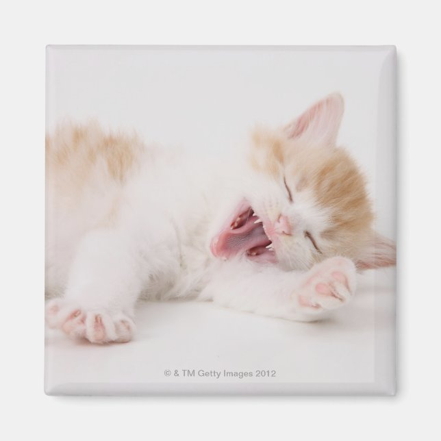 Aimant Yawning Kitten sur Arrière - plan blanc. (Devant)