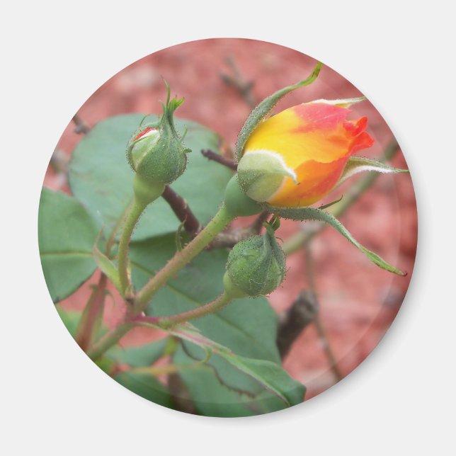 Aimant yellow and orange rose bud (Devant)