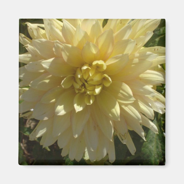 aimant "Yellow Dahlia" de l'artiste Jan Turner (Devant)