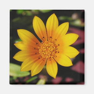 Aimant Yellow Daisy