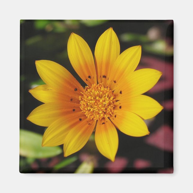 Aimant Yellow Daisy (Devant)