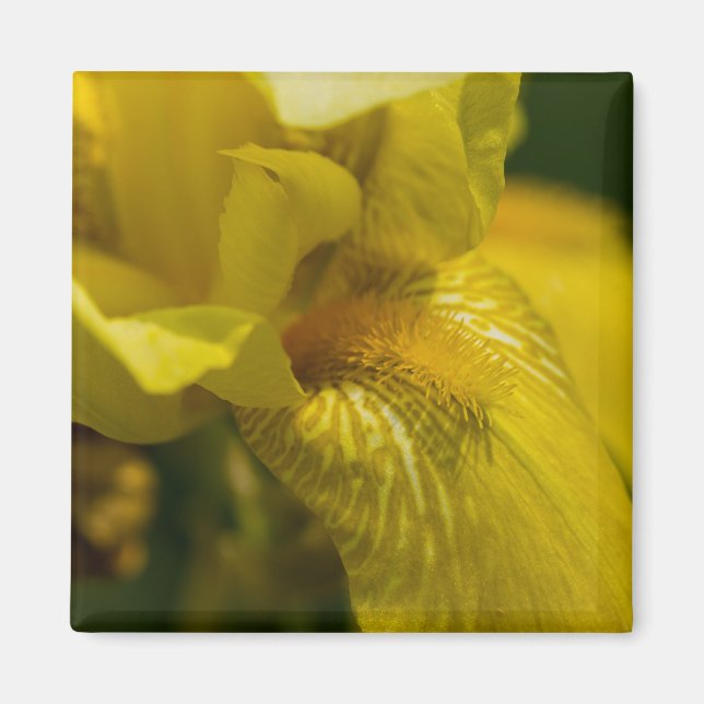 Aimant Yellow Iris Beard (Devant)