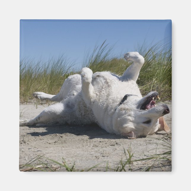 Aimant Yellow Labrador Retriever (Devant)