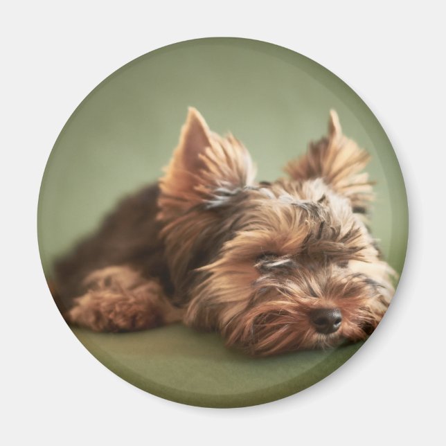 Aimant Yorkshire Terrier (Devant)