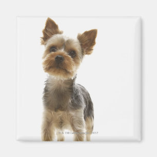 Aimant Yorkshire Terrier