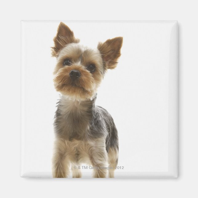 Aimant Yorkshire Terrier (Devant)
