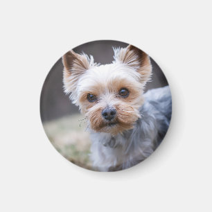 Aimant Yorkshire terrier, chien, animal de compagnie