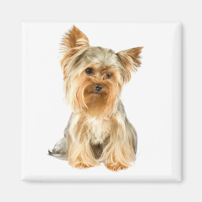Aimant Yorkshire Terrier Chien Chien Chien Chien Chien Ch (Devant)