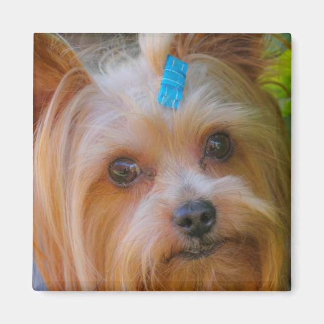 Aimant Yorkshire Terrier Yorkie race préférée (Devant)