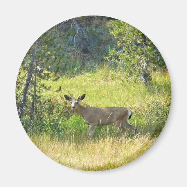 Aimant Young Buck in Yosemite, CA (Devant)