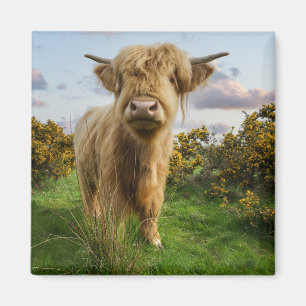 Aimant Young Highland Cow