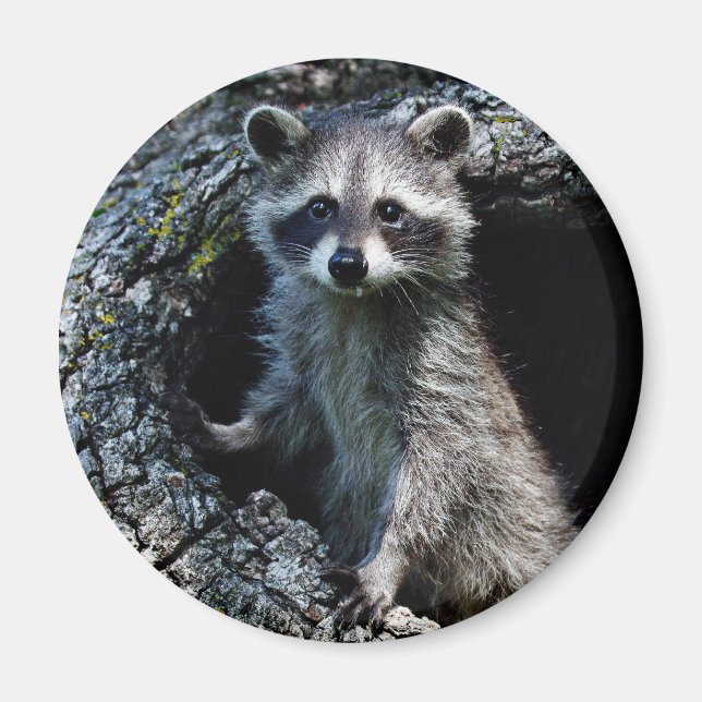 Aimant Young Raccoon (Devant)
