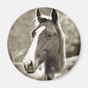 Aimant Young Stallion