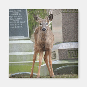 Aimant Young White tailed Deer in the cemetery