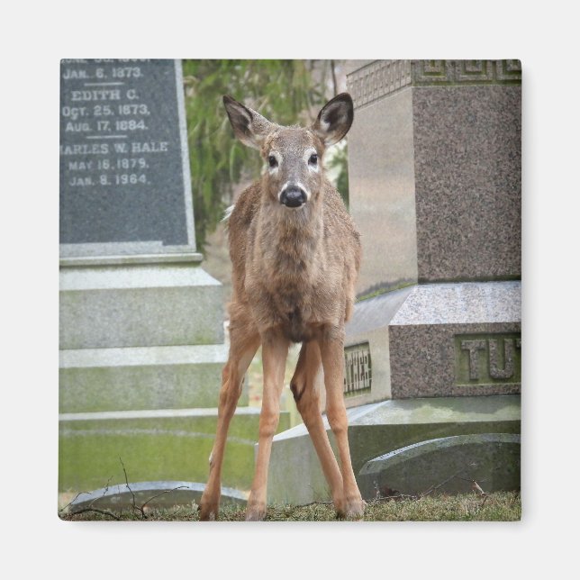 Aimant Young White tailed Deer in the cemetery (Devant)