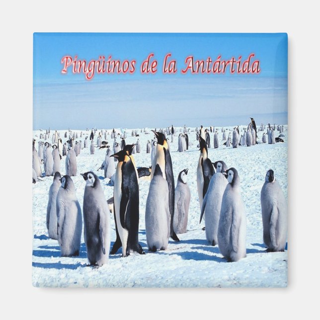 Aimant zAR026 - PENGUINS d'ANTARCTIQUE, Argentine, Réfrig (Devant)