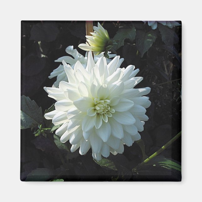 Aimant zazzle_fleur_blanche (Devant)