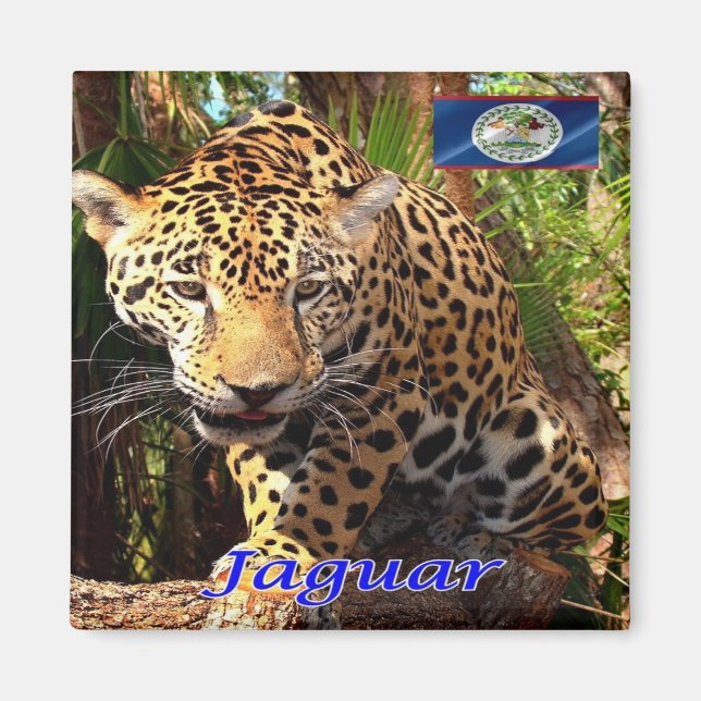 Aimant zBZ006 BELIZE, jungle bélizienne, Jaguar, réfrigér (Devant)