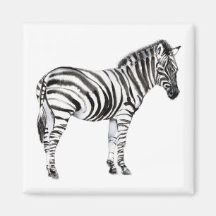 Aimant Zebra