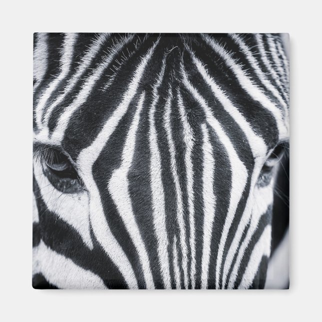 Aimant Zebra closeup image (Devant)