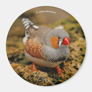 Aimant Zebra Finch sur les rochers