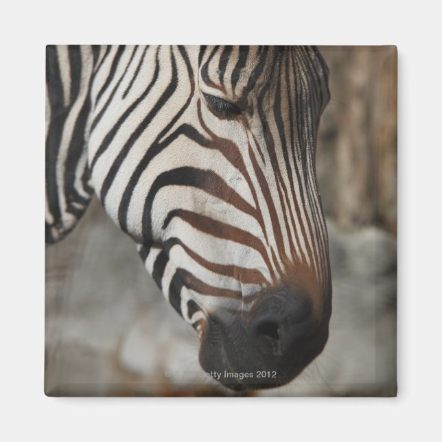 Aimant Zebra, gros plan (Devant)