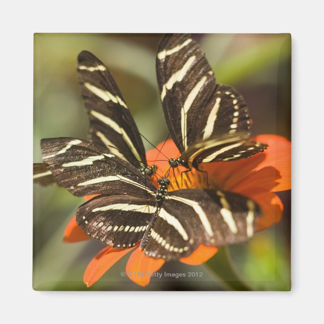 Aimant Zebra Longwing (heliconius charitonia) sur fleur (Devant)