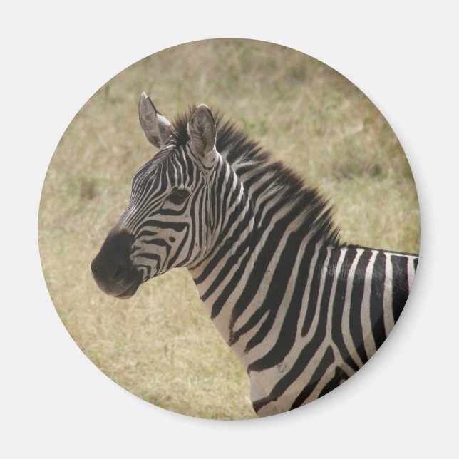 Aimant zebra mane (Devant)