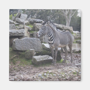 Aimant Zebra posant