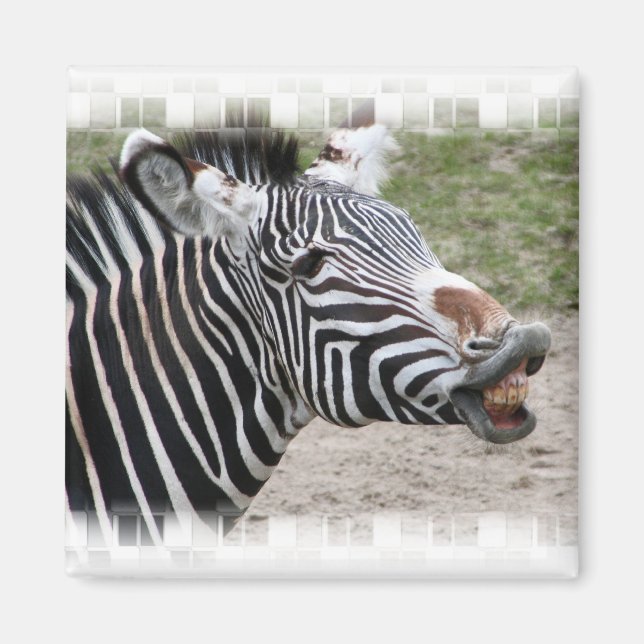 Aimant Zebra souriant (Devant)