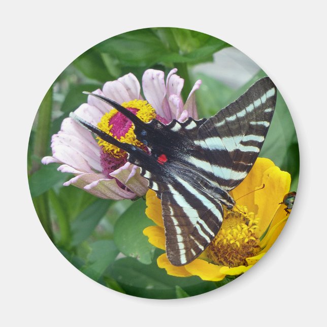 Aimant Zebra Swallowtail+Japonais Beetle (Devant)