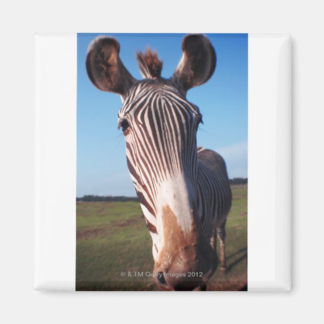 Aimant zèbre 2 (Devant)