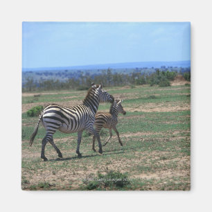 Aimant Zèbre de Grant