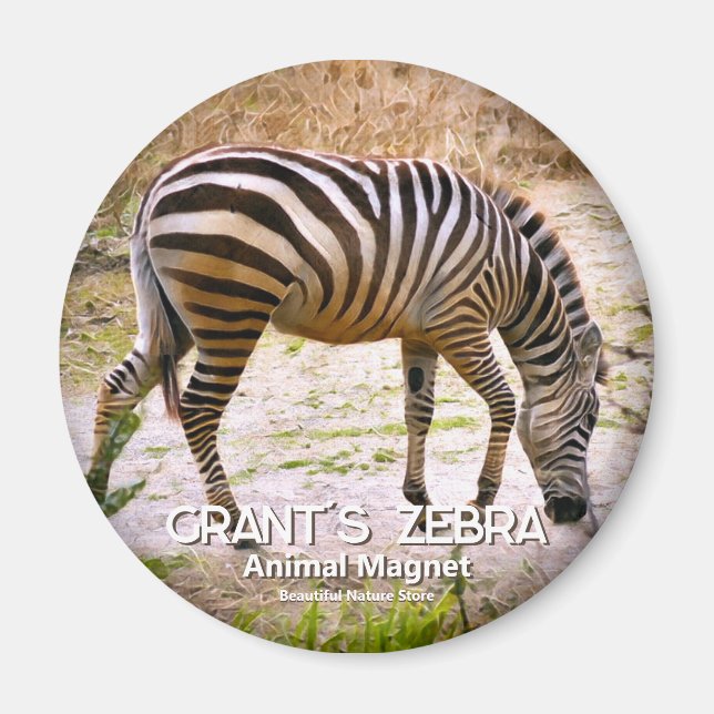 Aimant zèbre de Grant magnétique (Devant)